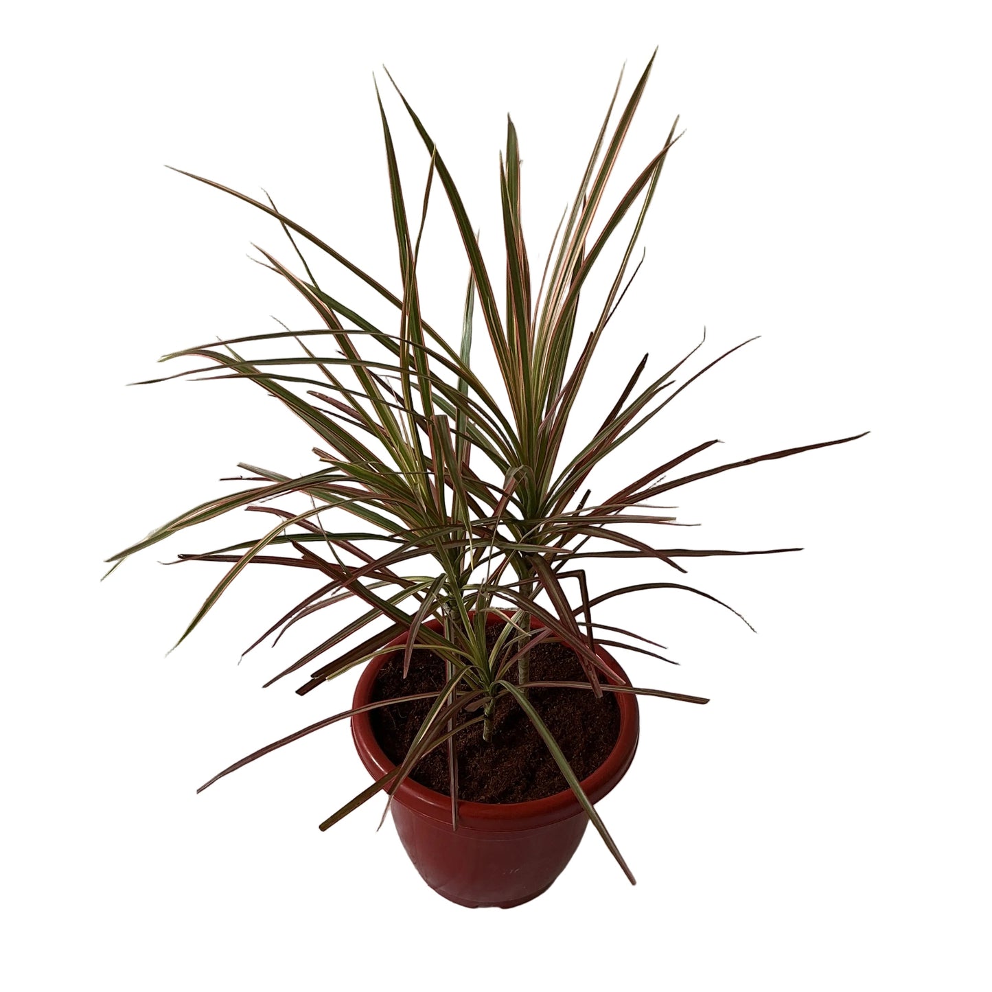Dracaena Chloroma Red 10 Inch Red Classic Pot.