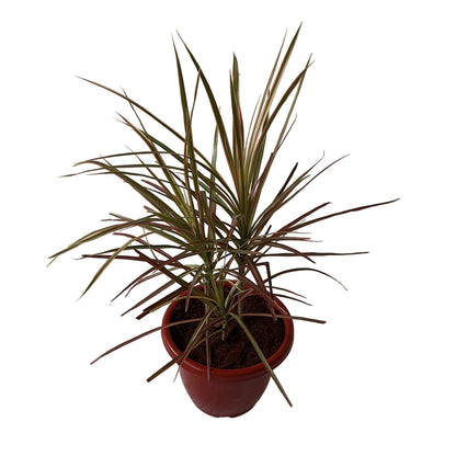 Dracaena Chloroma Red 10 Inch Red Classic Pot.