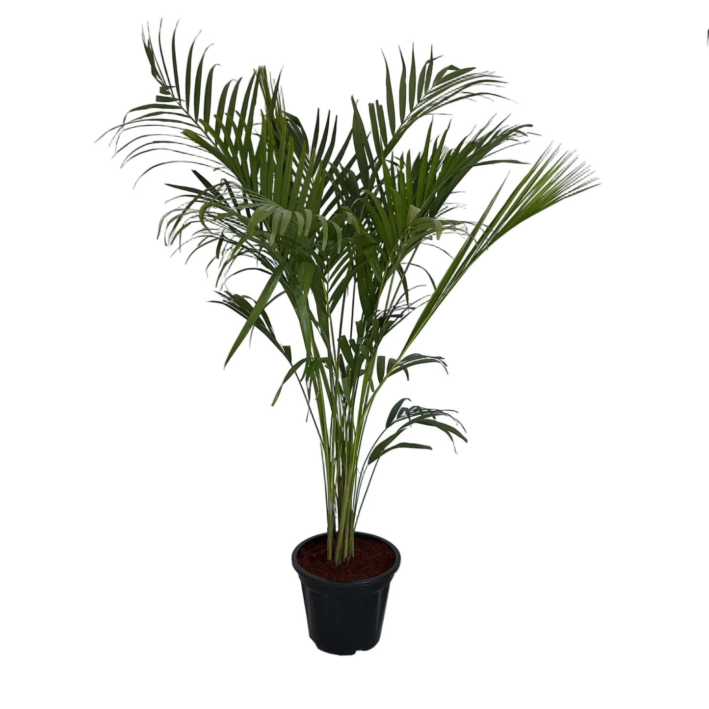 Arica Palm In 10 Inch Nursery Pot