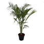 Arica Palm In 10 Inch Nursery Pot