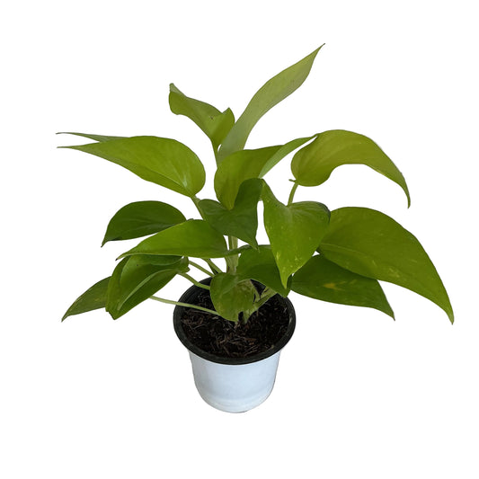 Golden Money plant in 4 inch white nursery pot