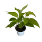 Golden Money plant in 4 inch white nursery pot