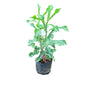 Nag Champa Plant In 10 Inch Poly Bag