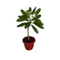 Champa Flower Plant In 10 Inch Red Classic Pot
