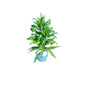 Dracaena Messenger Plant In 4 Inch Bag