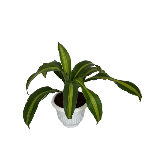 Messenger Victoria ( Dracaena Fragrance) Plant In 8 Inch White Nursery Pot