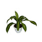 Messenger Victoria ( Dracaena Fragrance) Plant In 8 Inch White Nursery Pot