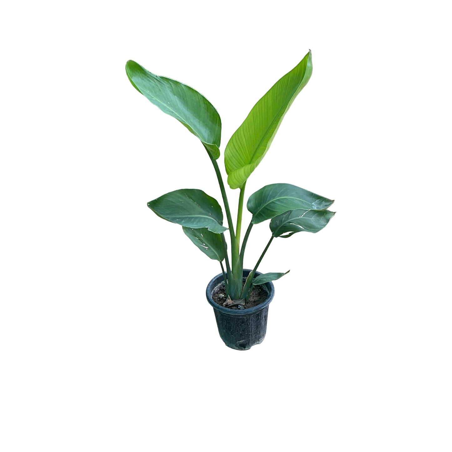 Bird Of Paradise Plant In 10 Inch Nursery Pot