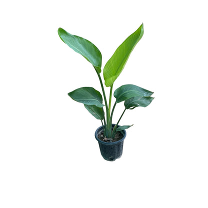 Bird Of Paradise Plant In 10 Inch Nursery Pot