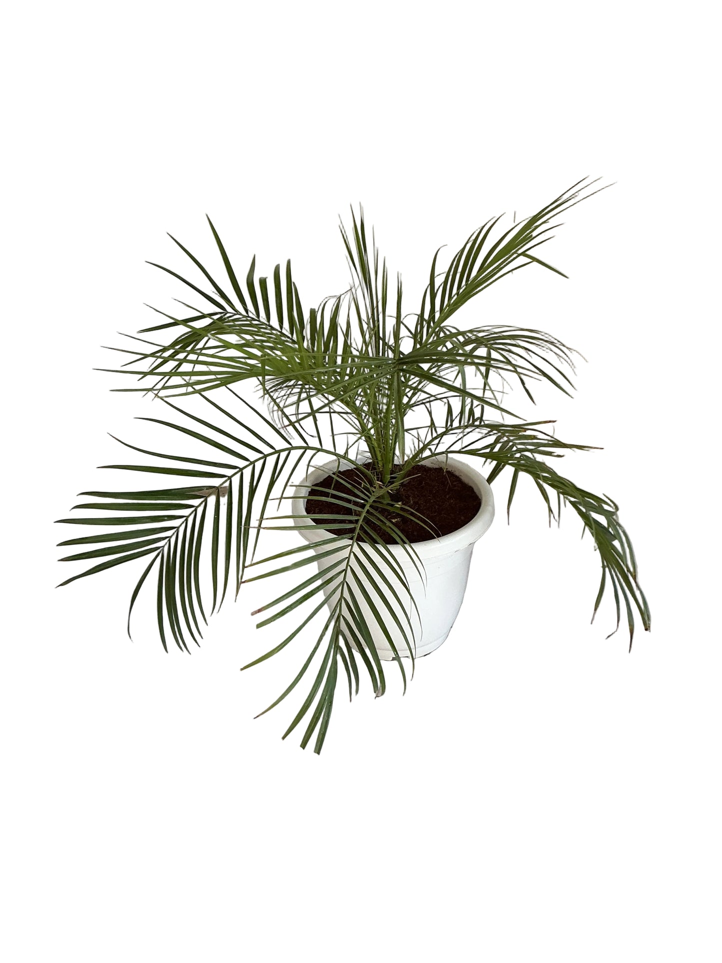 Phoenix Palm With 10 Inch Any colour Plastic Pot