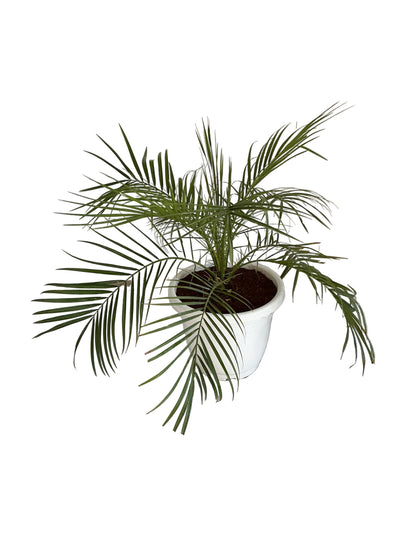 Phoenix Palm With 10 Inch Any colour Plastic Pot
