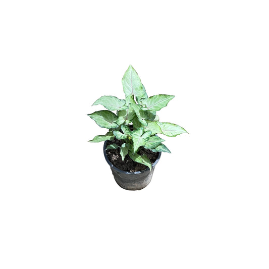 Singoniuam Green Dwarf Plant In 4 Inch Black Nursery Pot