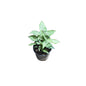 Singoniuam Green Dwarf Plant In 4 Inch Black Nursery Pot