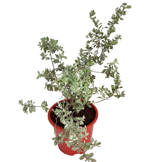 Leucophyllum flower plant in 8 red nursery pot