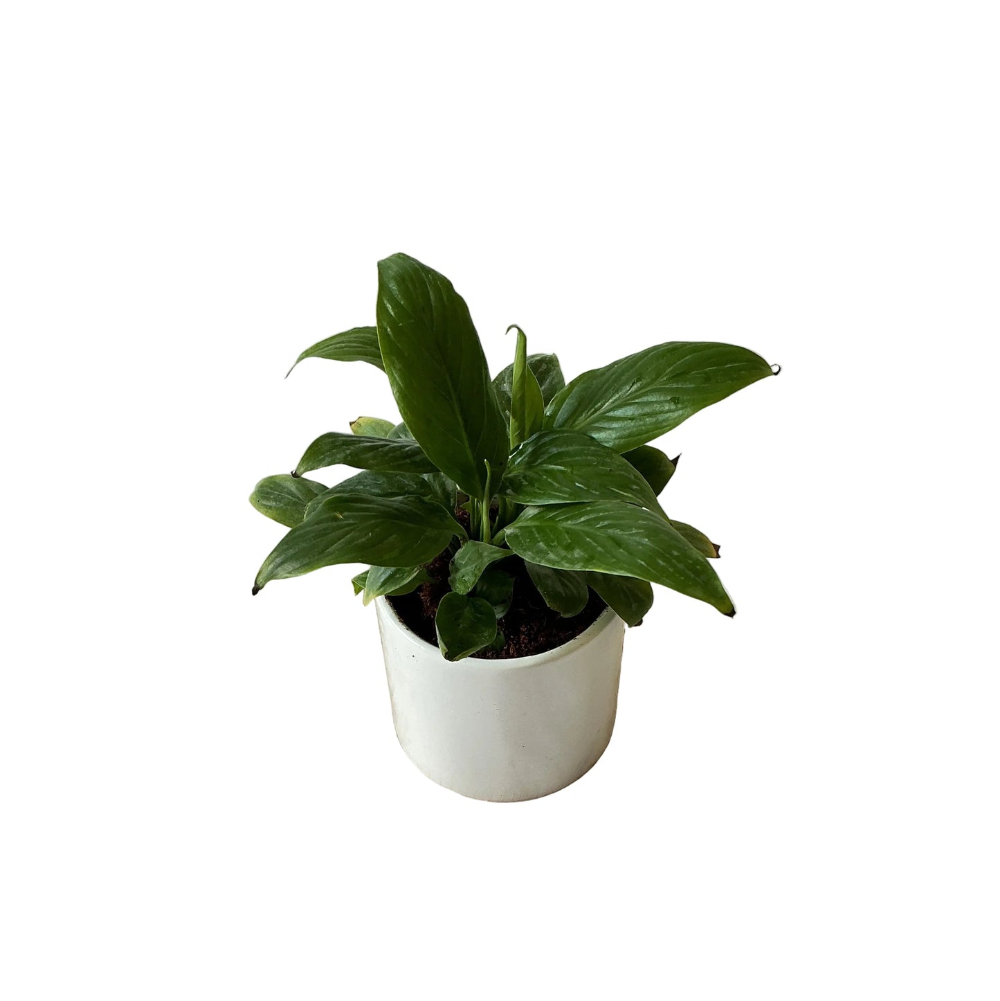 Peace lily plant in 4 inch white round ceramic pot