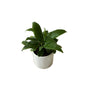 Peace lily plant in 4 inch white round ceramic pot