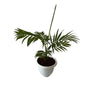 Chamaedorea Plant In 8 Inch White Nursery Pot