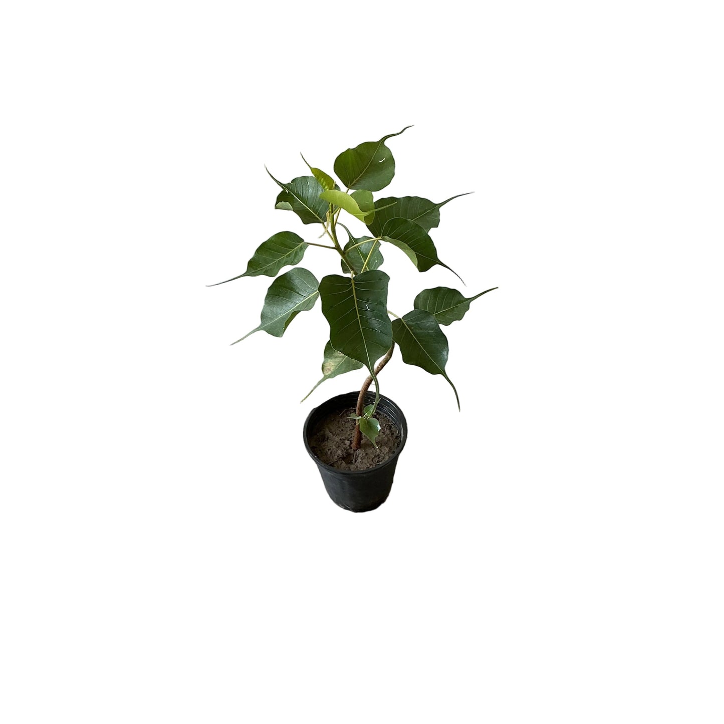 Peepal Plant 6 Inch Nursery Pot