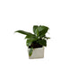 Peace lily in 4 inch square ceramic pot