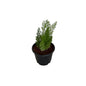 Asparagus Meri Plant In 6 Inch Nursery Pot