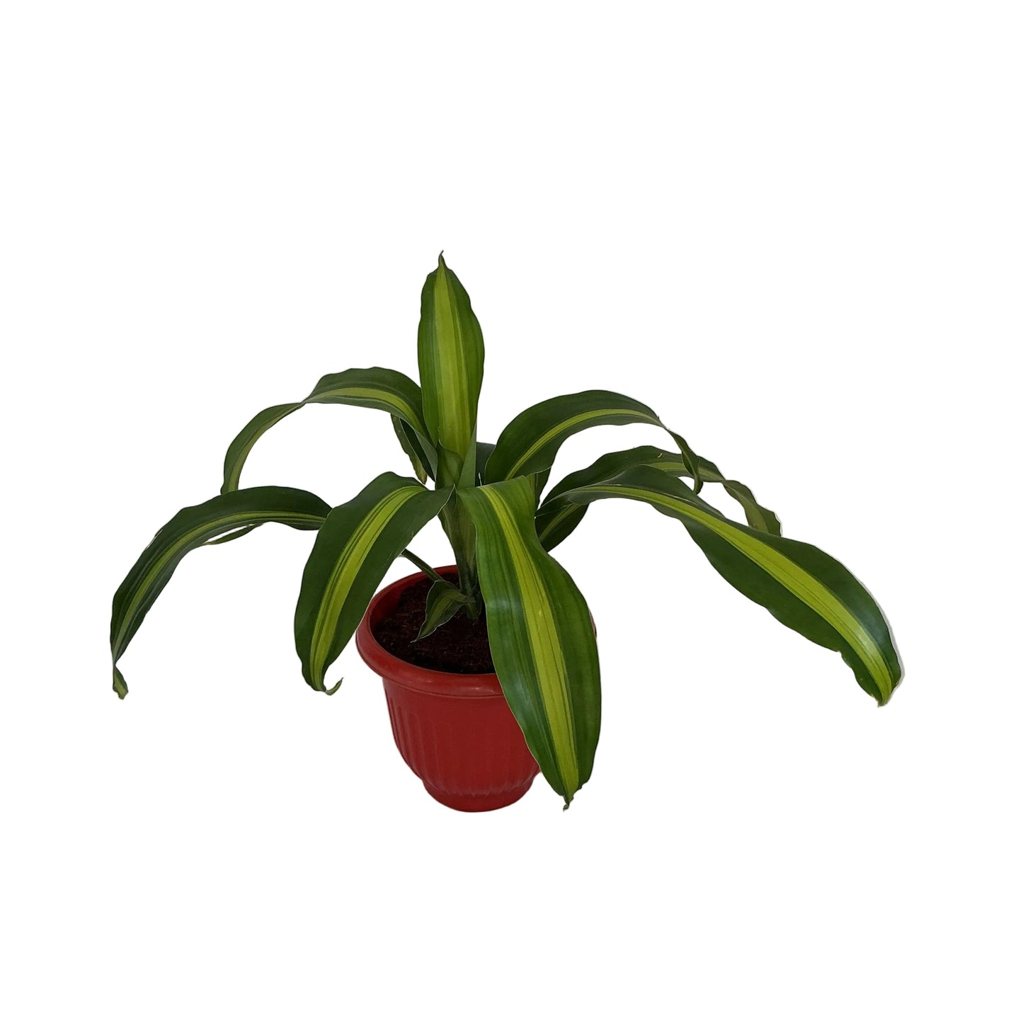 Massinger Victoria ( Dracaena Fragrance Plant )In 8 Inch Red Olive Pot.