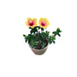 Hibiscus Flower Plant In 6 Inch Nursery Pot