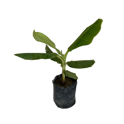 Banana tree in 10 inch poly bag