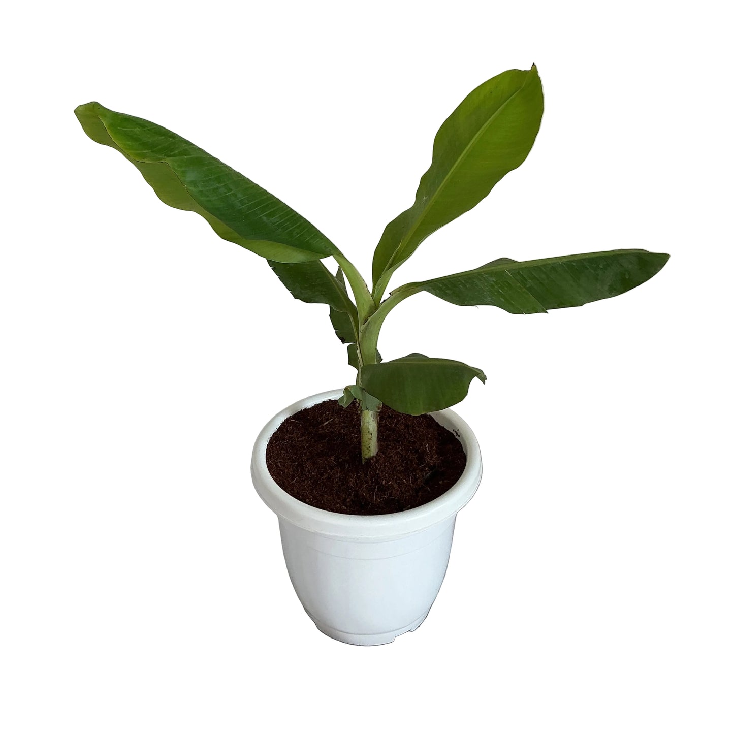 Banana trees in 10 inch white classic pot