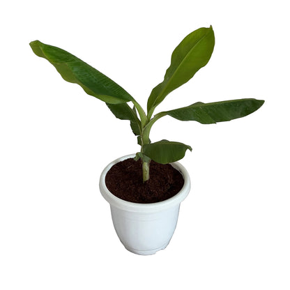 Banana trees in 10 inch white classic pot