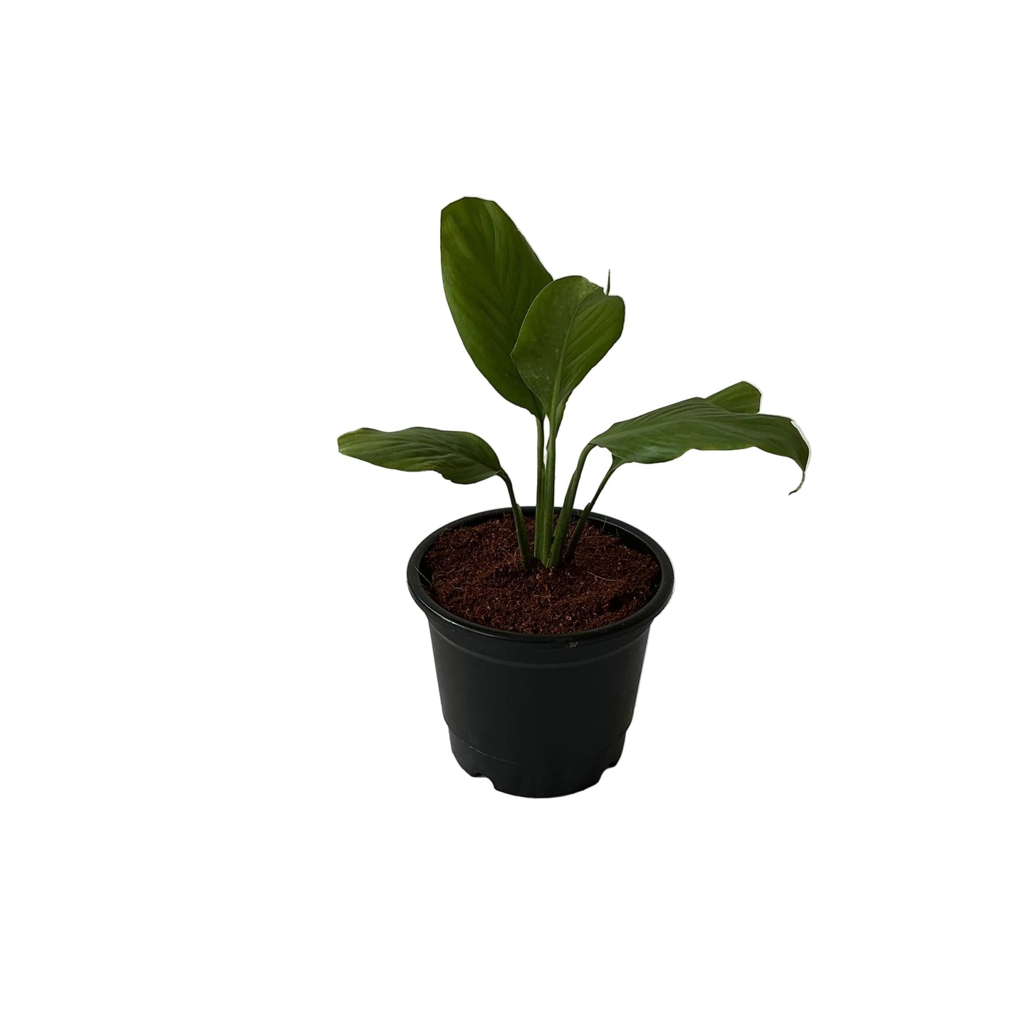 Peace Lily Plant In 6 Inch Black Nursery Pot
