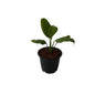 Peace Lily Plant In 6 Inch Black Nursery Pot