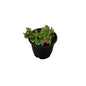 Baby sun rose Plant in 6 inch nursery pots