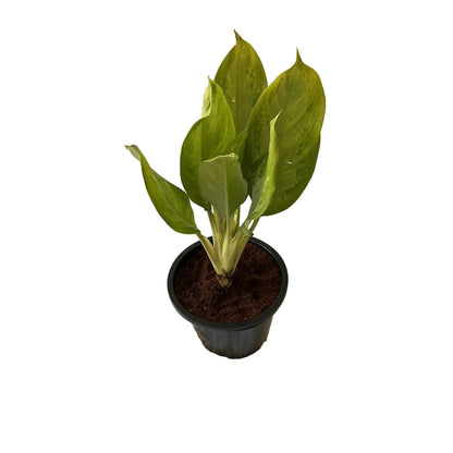 Aglaonima green plant in 8 inch black nursery pot