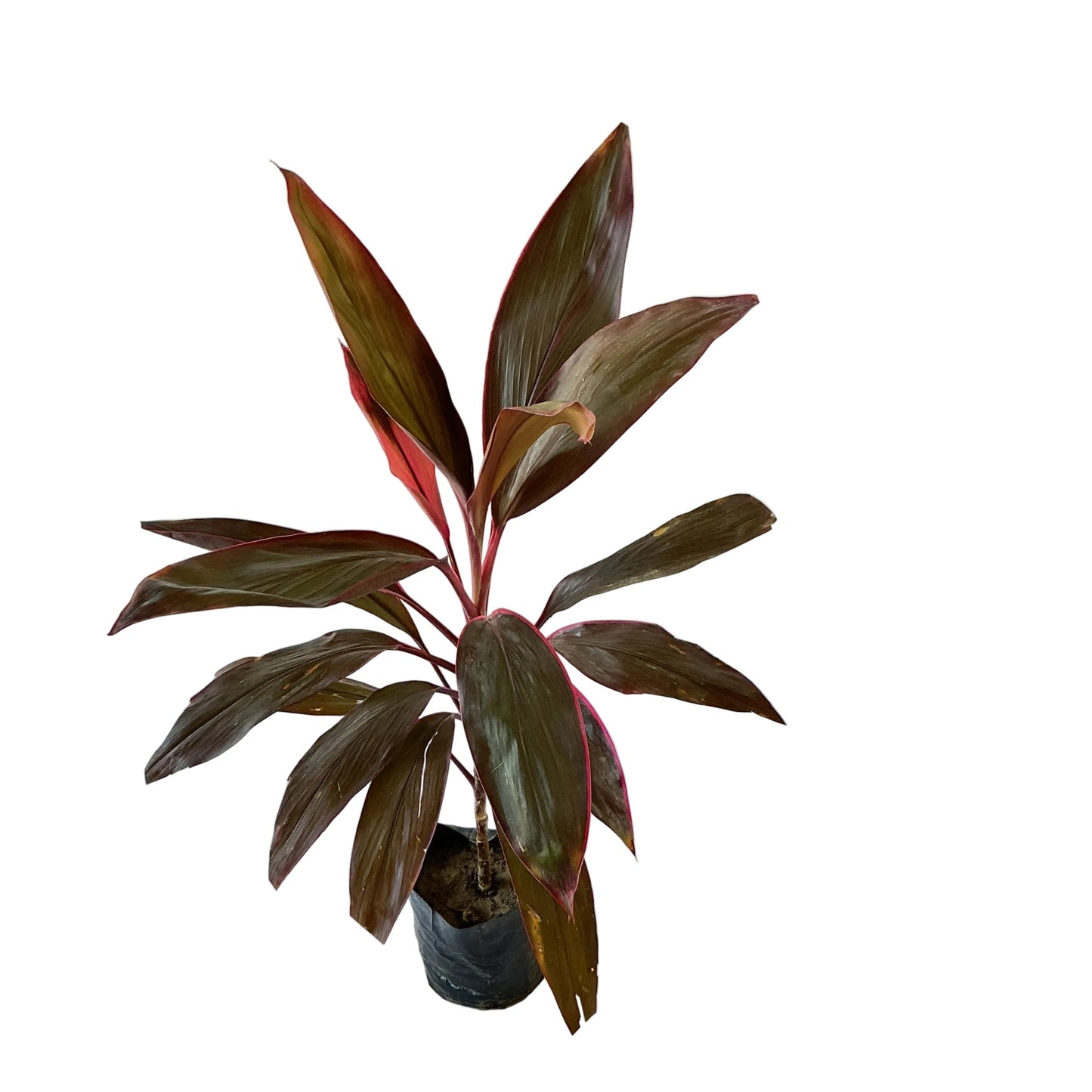 Dracaena red plant ( Red Mahatma plant) in 7 inch poly bag