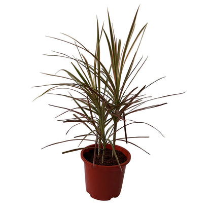 Dracaena Chloroma Plant In 8 Inch Red Nursery Pot