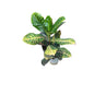 Patra Croton Plant In 4 Inch Bag