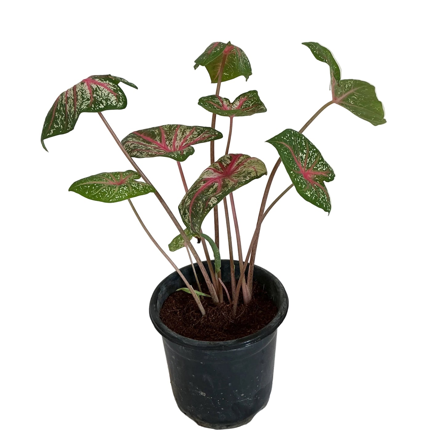 Caladium plant in 6 inch black nursery pot