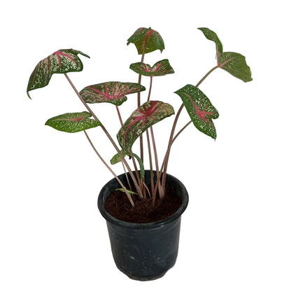 Caladium plant in 6 inch black nursery pot