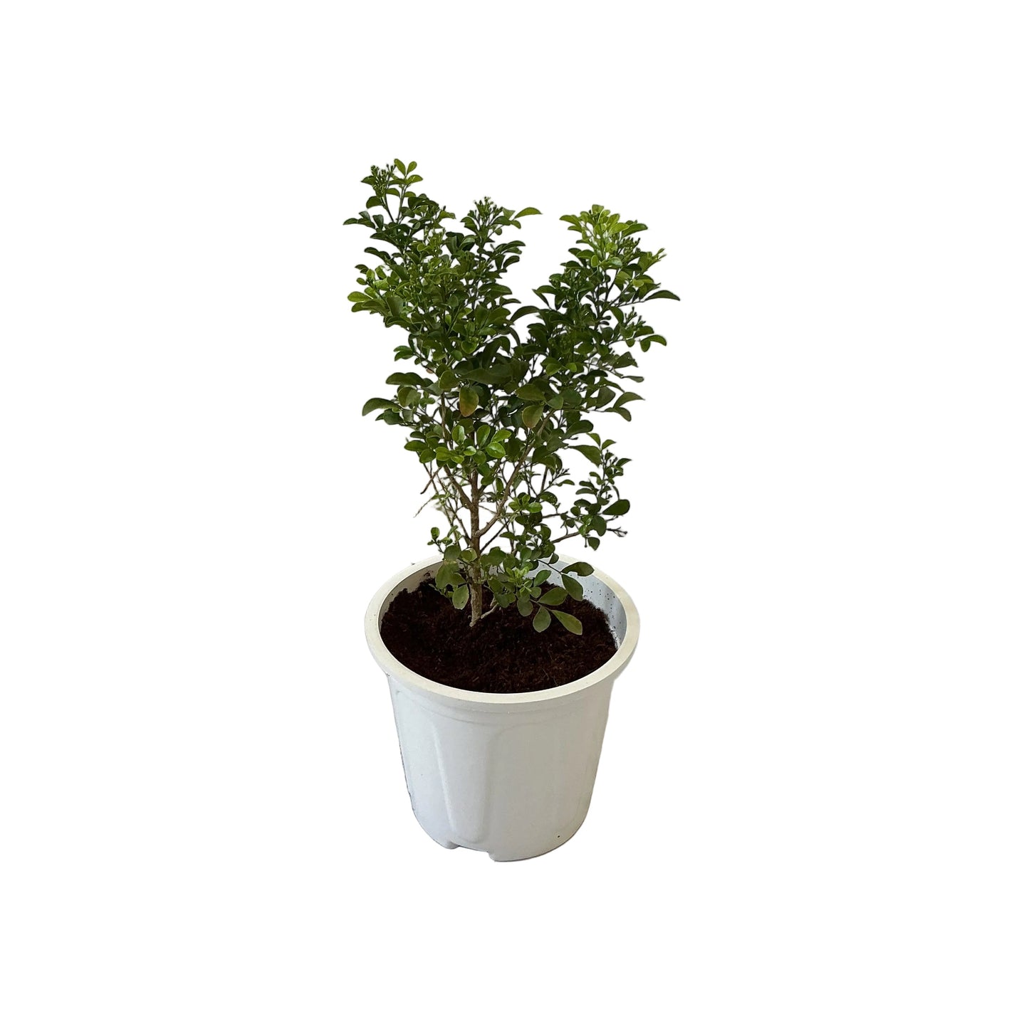 Madhu Kamini Plants In 8 Inch White Nursery Pot
