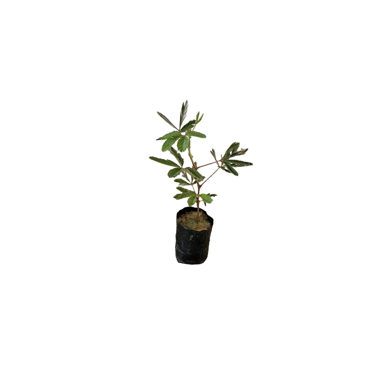 Touch me not /Chui Mui Plant in 4 inch poly bag