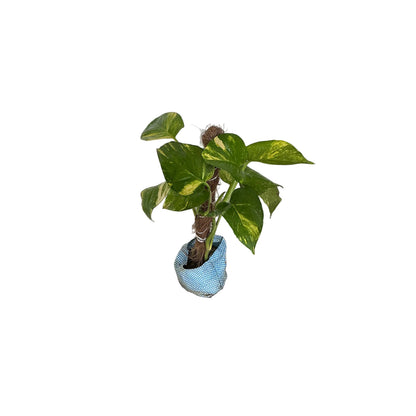 Money Plant With 1 Feet Mosstick  In 4 Inch Bag
