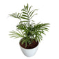 Chamaedorea plant in 4 inch white orchid round square pot