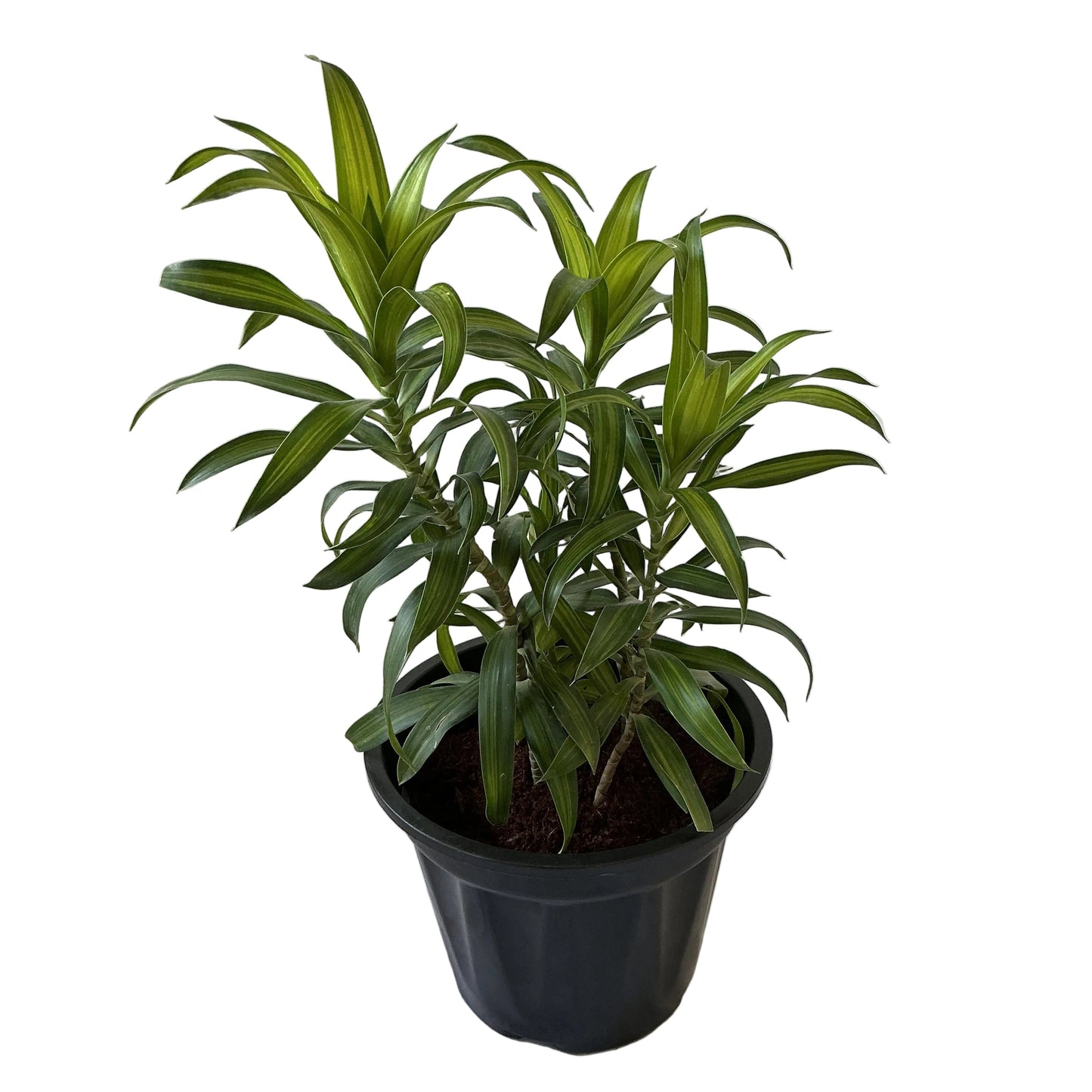 Dracaena Messenger Plant In 8 Inch Black Nursery Pot