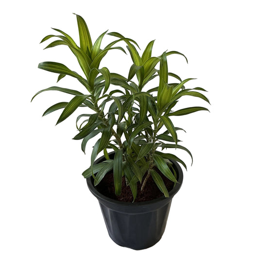 Dracaena Messenger Plant In 8 Inch Black Nursery Pot