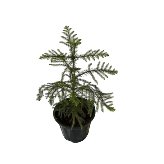 Araucaria Plant In 10 Inch Black Nursery Pot