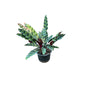 Calathea Lancifolia Plant In 6 Inch Nursery Pot