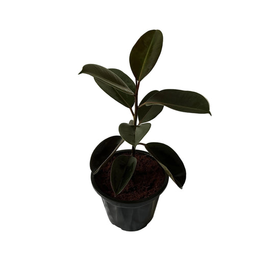 Black Rubber Plant In 10 Inch Black Nursery Pot