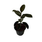 Black Rubber Plant In 10 Inch Black Nursery Pot