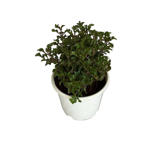 Lady Anthra plant in 6 inch white nursery pot