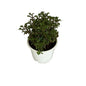 Lady Anthra plant in 6 inch white nursery pot